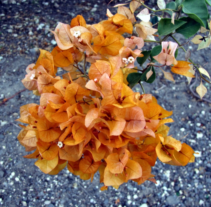 Img 0245