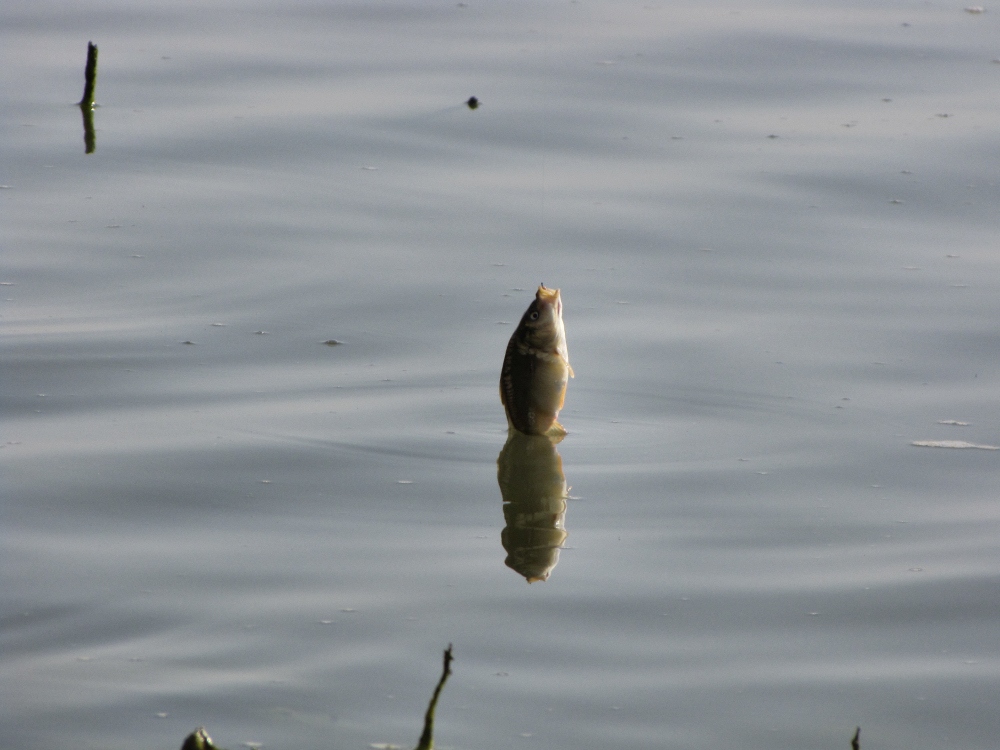 Голаны, 01-06-2010 - 004