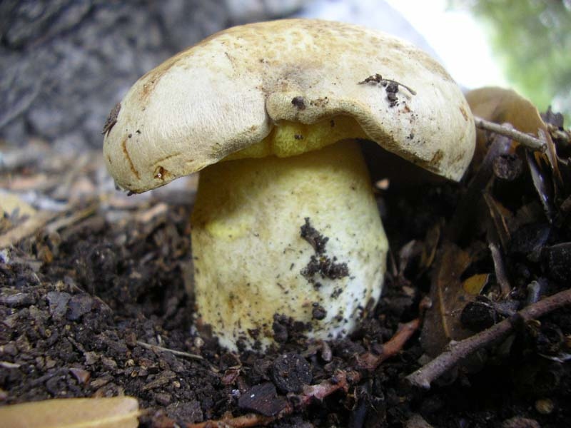 Boletus Impolitus