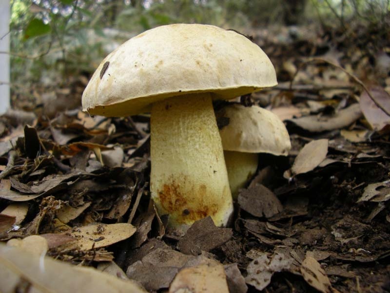 красавчики Boletus Impolitus