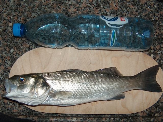 European Seabass