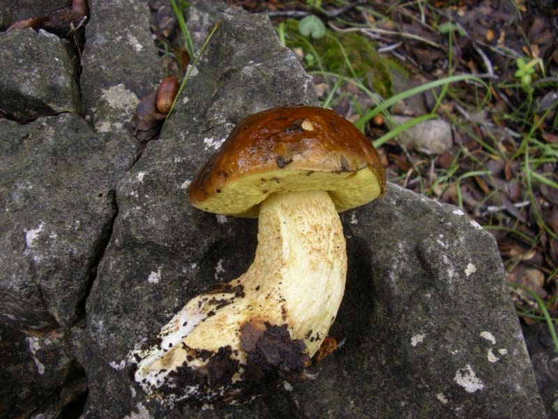 Boletus Crocipodius = Leccinum Crocipodium