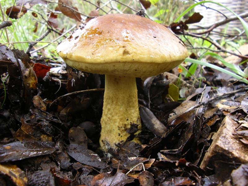 Boletus Crocipodius = Leccinum Crocipodium