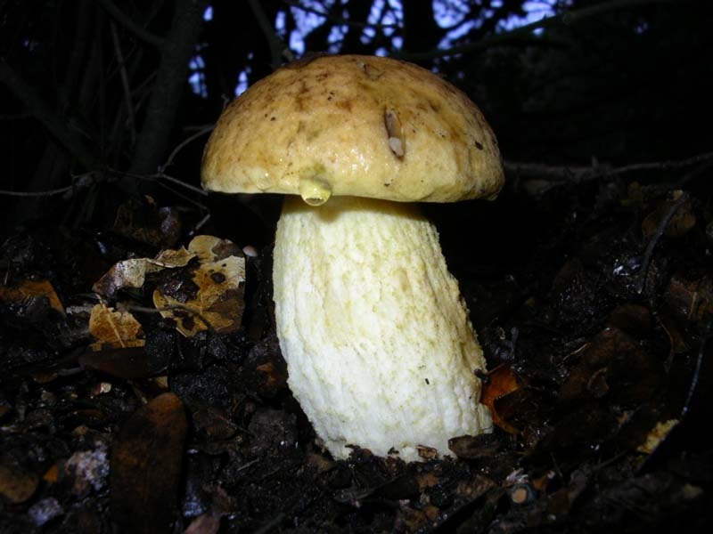 Boletus Crocipodius = Leccinum Crocipodium