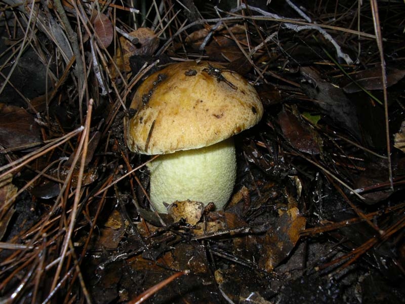 Boletus Crocipodius = Leccinum Crocipodium